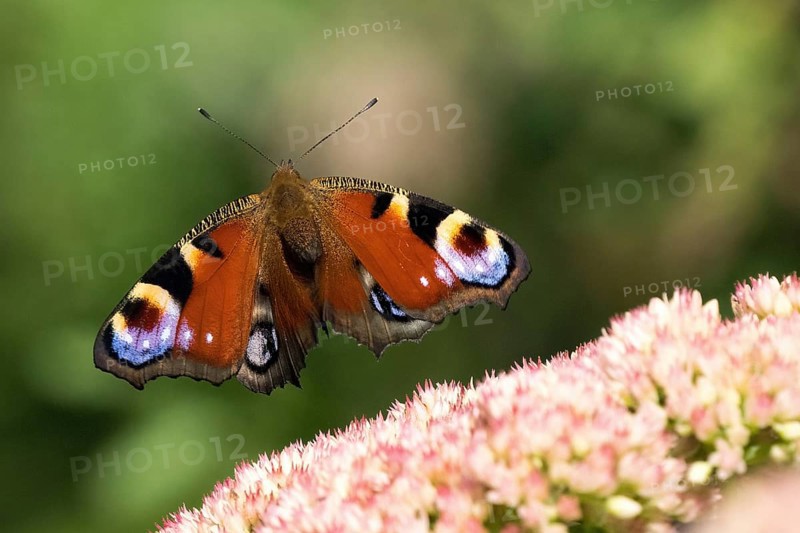 A peacock butterfly (Inachis io, Nymphalis io) approaching flowers of the stonecrop (Sedum) with a blurred green background, Hesse, Germany, Europe
