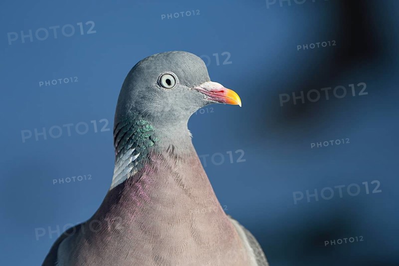 Wood pigeon (Columba palumbus), portrait, in the snow, winter feeding, Oberhausen, Ruhr area, North Rhine-Westphalia, Germany, Europe
