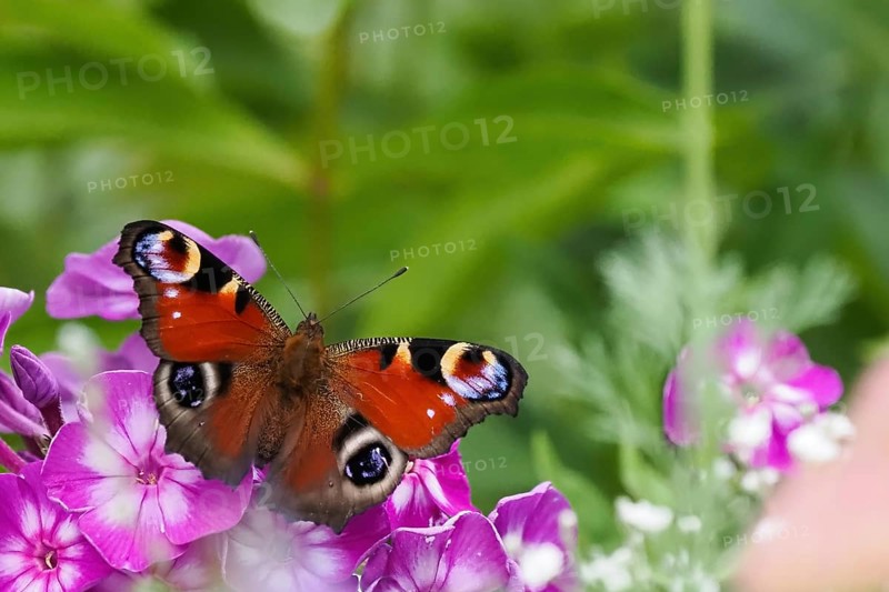 A peacock butterfly (Inachis io, Nymphalis io) sitting on purple flowers in a natural environment, Hesse, Germany, Europe
