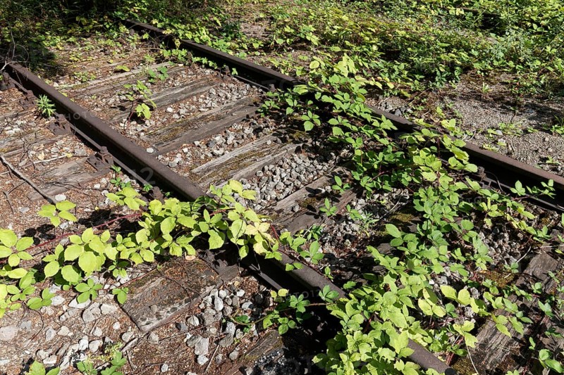 Track of a disused railway line, overgrown with greenery, Landschaftspark Duisburg-Nord, Duisburg, North Rhine-Westphalia, Germany, Europe