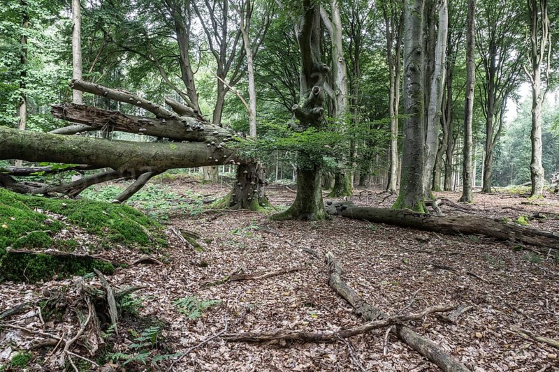 Bent copper beech (Fagus sylvatica) with tinder fungus (Fomes fomentarius), Emsland, Lower Saxony, Germany, Europe