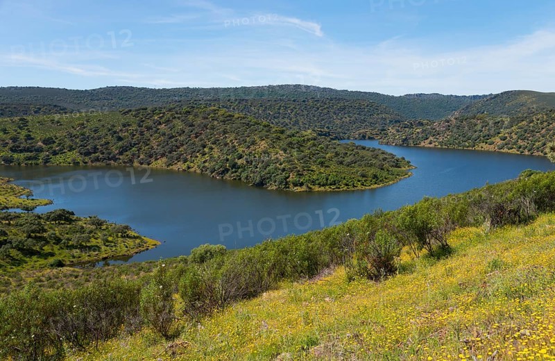 Curvy river surrounded by green hills and yellow flowers in summer, River Tiétar, Tietar, Monfragüe National Park, Cáceres, Caceres, Extremadura, Spain, Europe