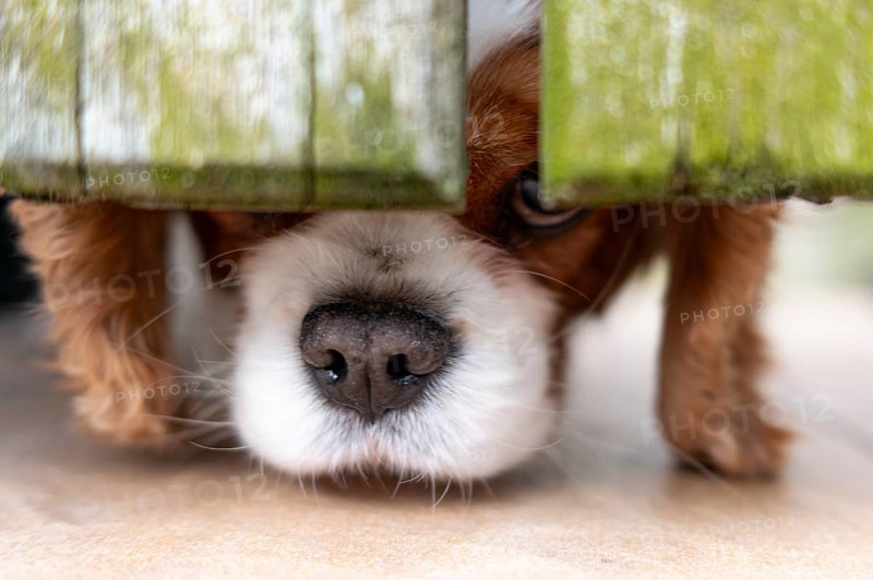 Cavalier King Charles Spaniel (dog), looks curiously under a weathered green wooden fence, nose looks dirty, white-brown fur, one eye visible between a gap in the wood, ears hanging down to the left and right of the head, light-coloured floor in tile or concrete look, Wallonia, Belgium, Europe