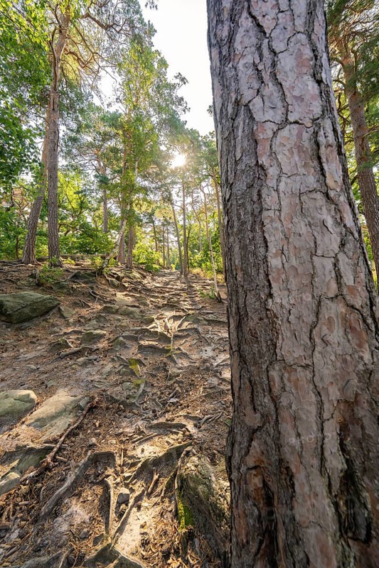 A wooded path with visible tree roots and sunlight shining through the trees, Harz Mountains, Germany, Europe