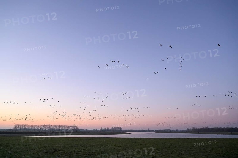 White-fronted goose (Anser albifrons), flock of geese taking off, from the roost, at sunrise, Bislicher Insel nature reserve, Lower Rhine, North Rhine-Westphalia, Germany, Europe