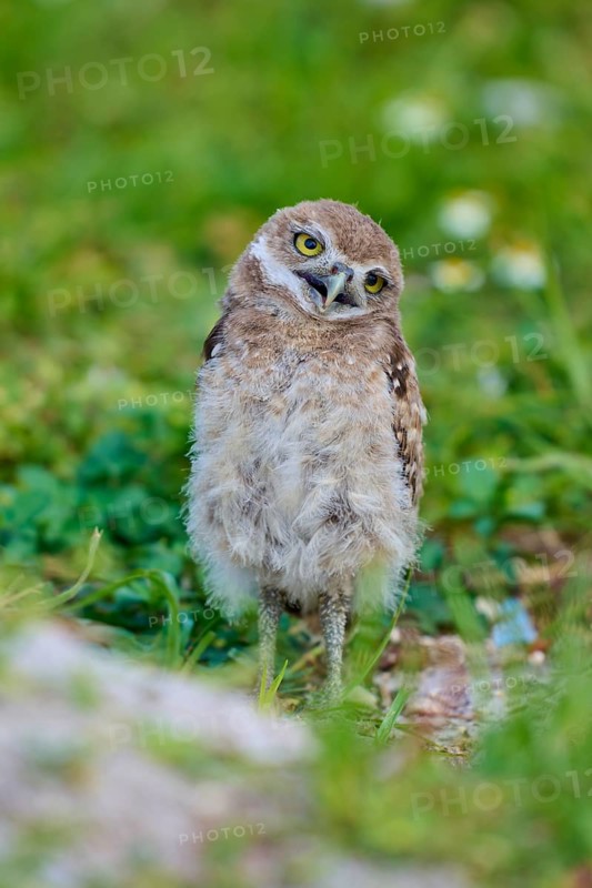 Burrowing Owl (Speotyto cunicularia), young bird in meadow near nesting cave, Pembroke Pines, Florida, USA, North America