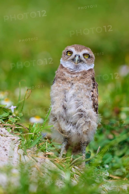 Burrowing Owl (Speotyto cunicularia), young bird in meadow near nesting cave, Pembroke Pines, Florida, USA, North America