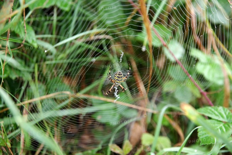 Wasp spider (Argiope bruennichi), female, spider web, meadow, The strikingly coloured wasp spider sits in its web between tall grass