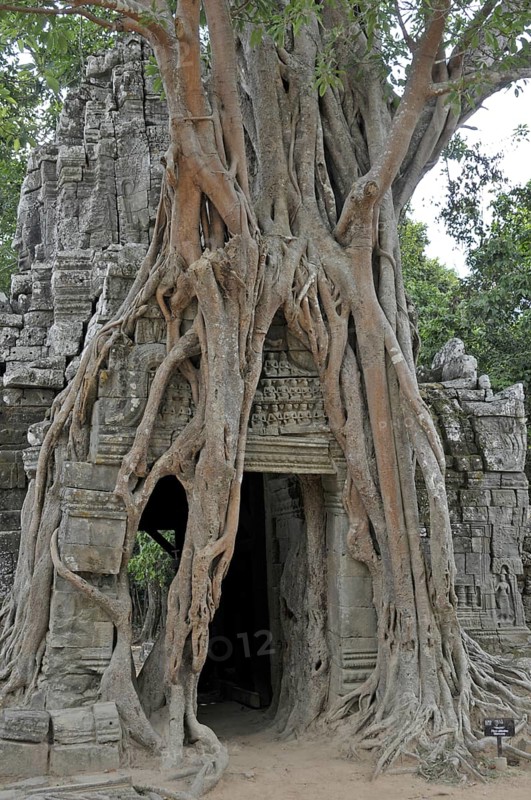 Strangler fig, Ficus altissima, Ta Som, Angkor, Cambodia, Asia
