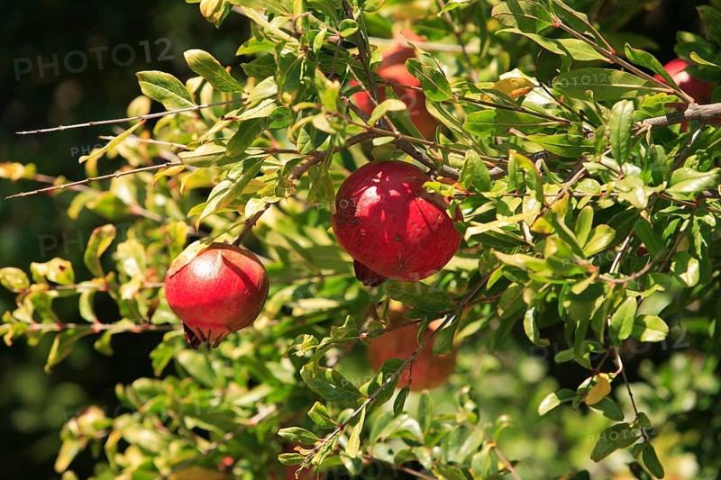 Ripe pomegranate on a tree, Portugal, pomegranates hanging on a tree in a green, summer garden, Europe