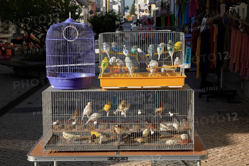 Budgerigars and canaries for sale in the historic centre of Vila Real de Santo Antonio, Algarve, Portugal, Europe