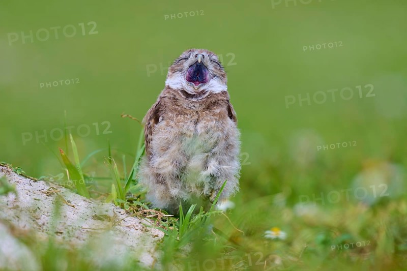Burrowing Owl (Speotyto cunicularia), young bird in meadow yawns near nesting cave, Pembroke Pines, Florida, USA, North America