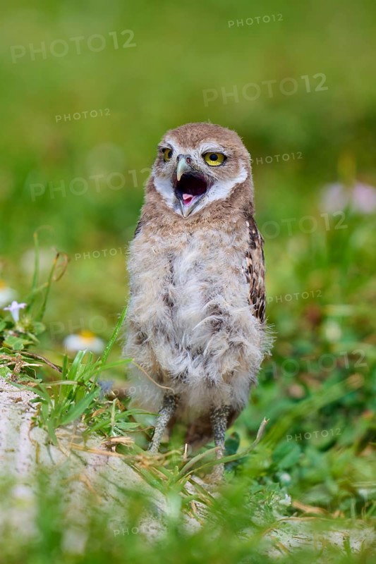 Burrowing Owl (Speotyto cunicularia), young bird in meadow yawns near nesting cave, Pembroke Pines, Florida, USA, North America