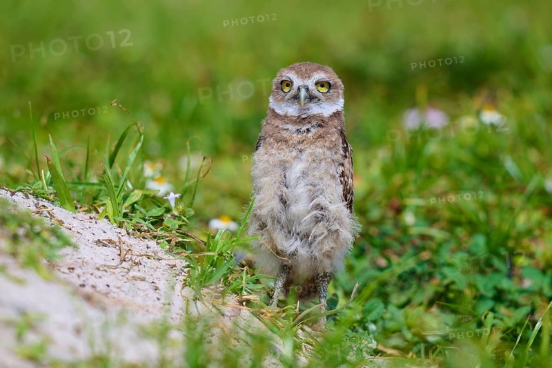 Burrowing Owl (Speotyto cunicularia), young bird in meadow near nesting cave, Pembroke Pines, Florida, USA, North America