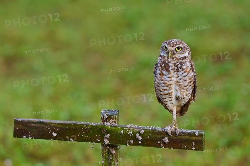 Burrowing Owl (Speotyto cunicularia), adult sits on wooden cross in meadow, Pembroke Pines, Florida, USA, North America