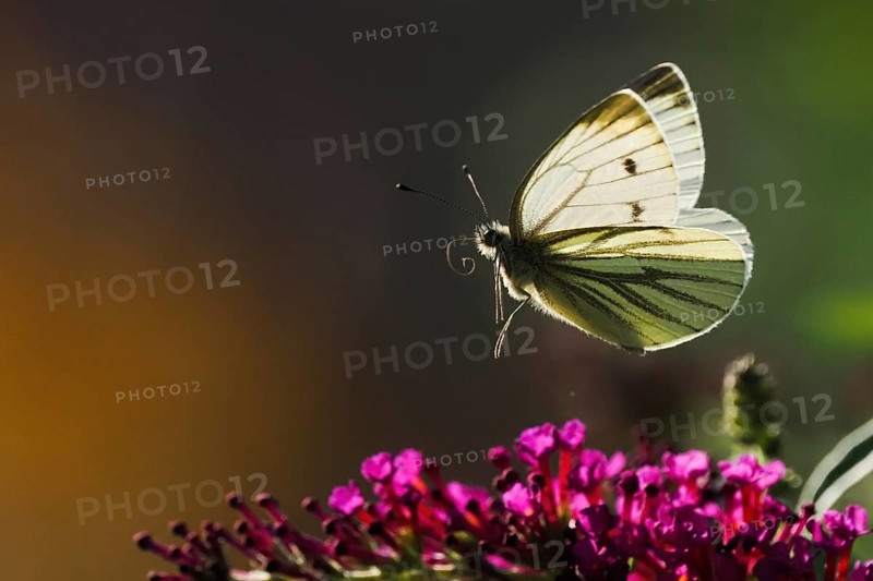 A green-veined white (Pieris napi) hovering over purple flowers against a dark background, Hesse, Germany, Europe