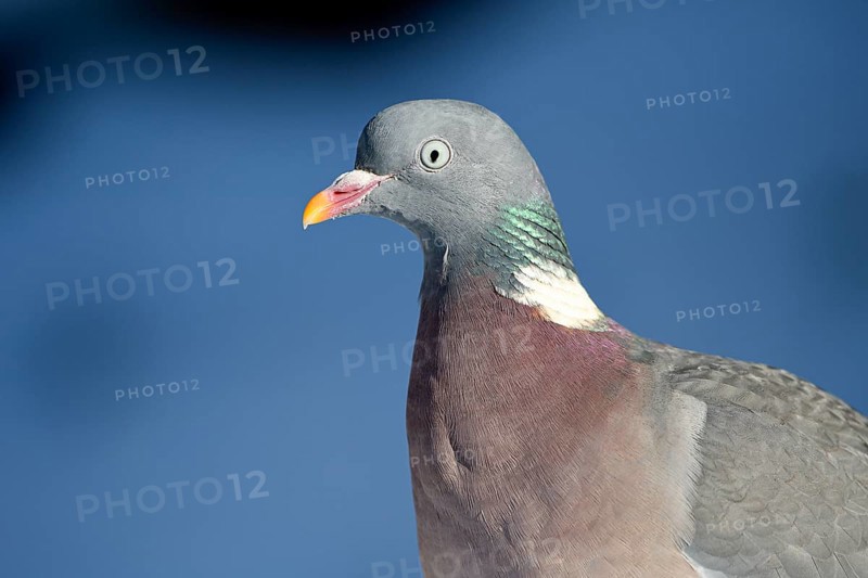 Wood pigeon (Columba palumbus), portrait, in the snow, winter feeding, Oberhausen, Ruhr area, North Rhine-Westphalia, Germany, Europe
