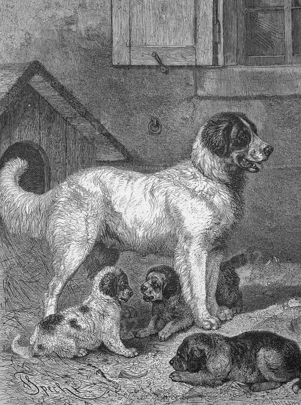 St Bernard or St Bernard dog with puppies, Historical, digitally restored reproduction from a 19th century model, around 1890, Record date not stated