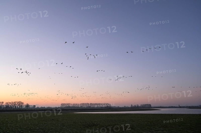 White-fronted goose (Anser albifrons), flock of geese taking off, from the roost, at sunrise, Bislicher Insel nature reserve, Lower Rhine, North Rhine-Westphalia, Germany, Europe