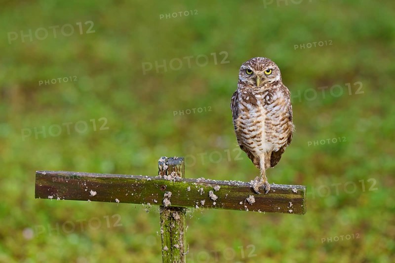 Burrowing Owl (Speotyto cunicularia), adult sits on wooden cross in meadow, Pembroke Pines, Florida, USA, North America