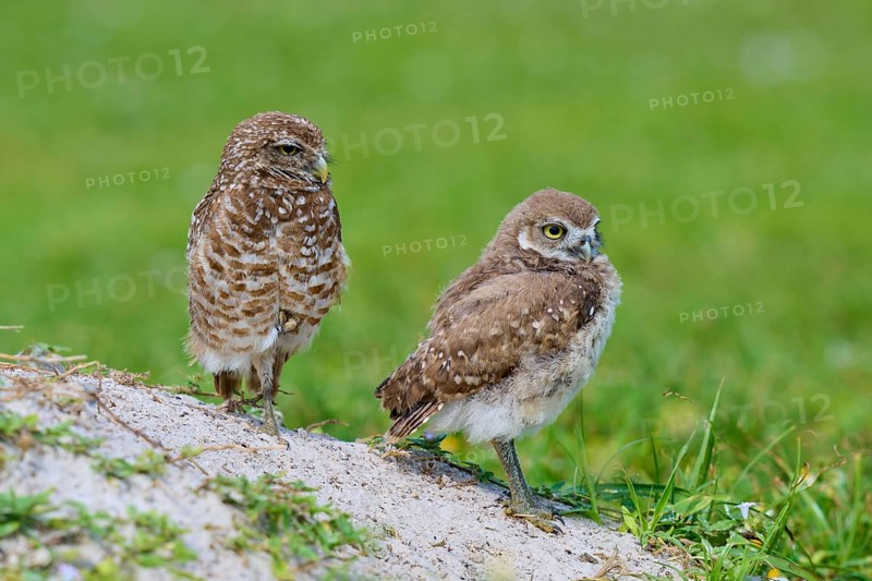 Burrowing Owl (Speotyto cunicularia), adult and young bird in meadow near nesting cave, Pembroke Pines, Florida, USA, North America