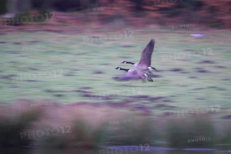 Canada goose (Branta canadensis), pair taking off, blurred, long exposure, subsidence area, Bottrop, Ruhr area, North Rhine-Westphalia, Germany, Europe