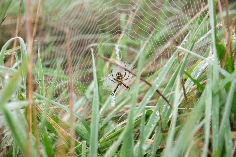 Wasp spider (Argiope bruennichi), female, insect, yellow, grass, Germany, The wasp spider has spun its web between blades of grass in the meadow, Europe