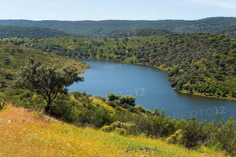 A river meanders through a green hilly landscape under a sunny sky, River Tiétar, Tietar, Monfragüe National Park, Cáceres, Caceres, Extremadura, Spain, Europe