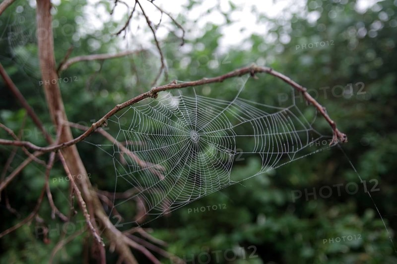 Spider web, Landscape, Morning, Forest, Germany, The spider web of a wheel web spider was woven between branches, Europe