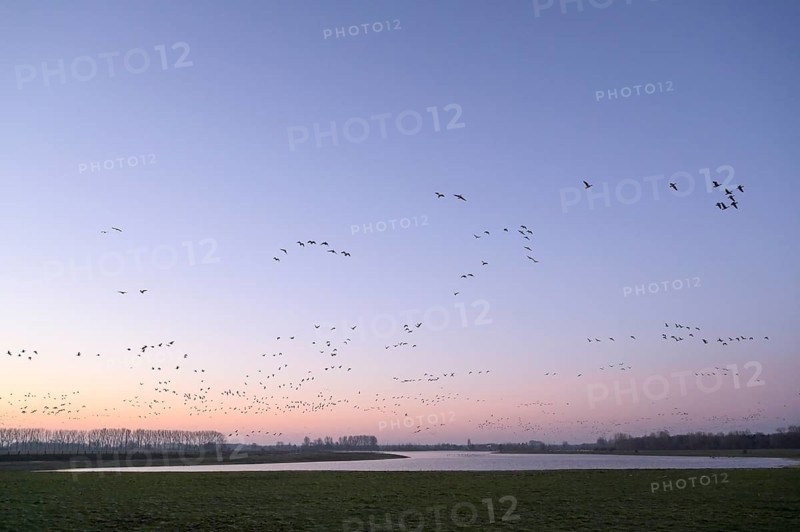 White-fronted goose (Anser albifrons), flock of geese taking off, from the roost, at sunrise, Bislicher Insel nature reserve, Lower Rhine, North Rhine-Westphalia, Germany, Europe