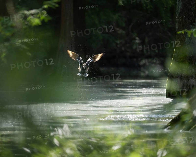 Mallard (Anas platyrhynchos) rises from water and flies, wings shine in backlight, many water drops around the duck, trunks of bald cypress recognisable, background dark and green, foreground blurred green plants and water, Dortmund, North Rhine-Westphalia, Germany, Europe