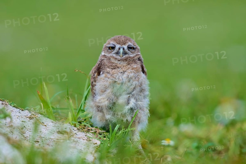 Burrowing Owl (Speotyto cunicularia), young bird in meadow near nesting cave, Pembroke Pines, Florida, USA, North America