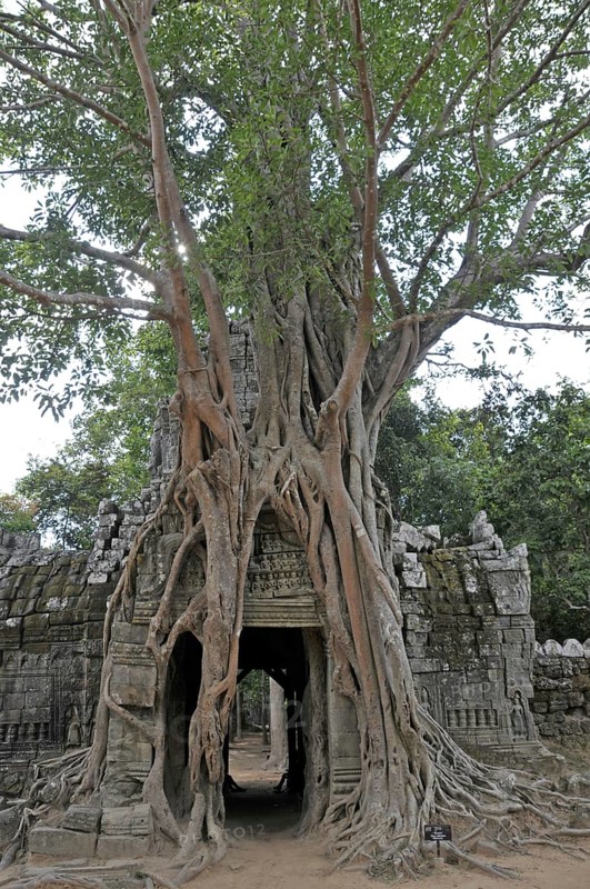 Strangler fig, Ficus altissima, Ta Som, Angkor, Cambodia, Asia