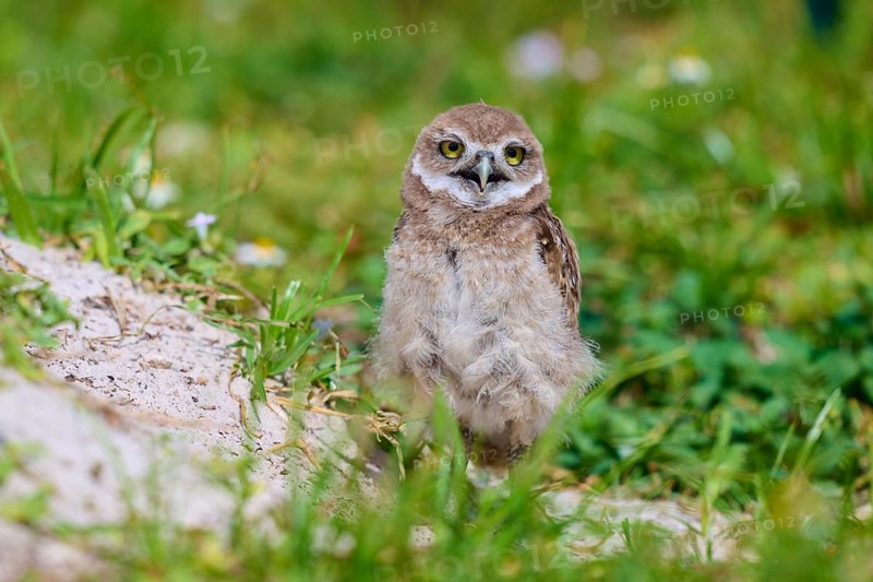 Burrowing Owl (Speotyto cunicularia), young bird in meadow near nesting cave, Pembroke Pines, Florida, USA, North America