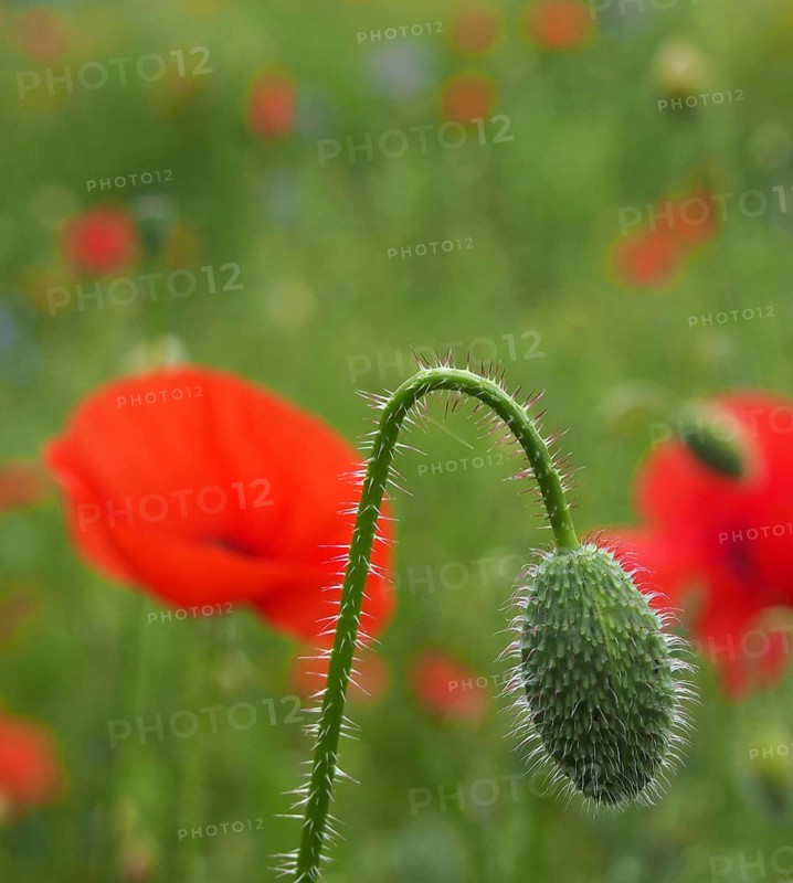 The flower bud of a red common poppy with flowers in a blurred meadow setting