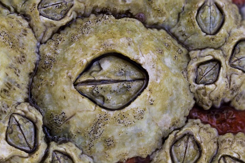 A large barnacle surrounded by several smaller ones are temporarily submerged