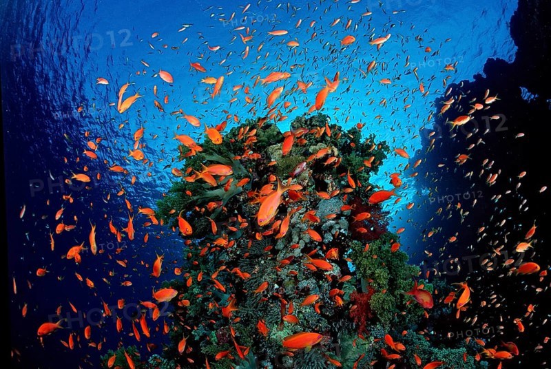 Hawksbill and coral reef, Pseudanthias squamipinnis, Egypt, Zabargad, Zabarghad, Red Sea, Africa