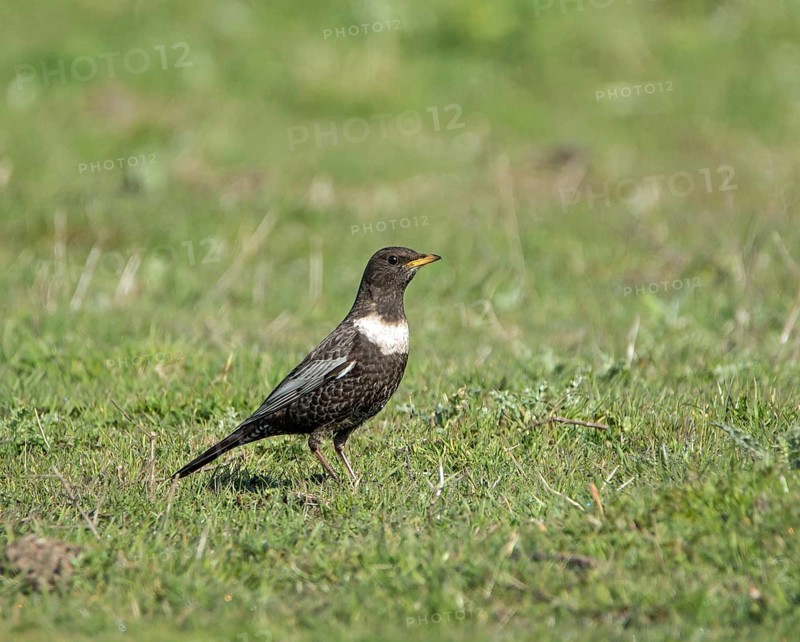 Passage migrant bird adult Ring Ouzel