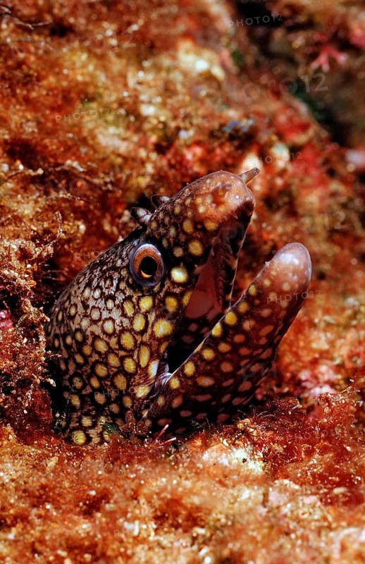 Leopard muraena, Muraena lentiginosa, Mexico, Lake Cortez, Lower California, La Paz, Central America