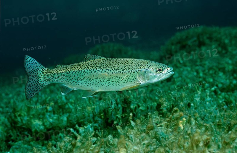 Rainbow trout, Oncorhynchus mykiss, Germany, Bavaria, Europe