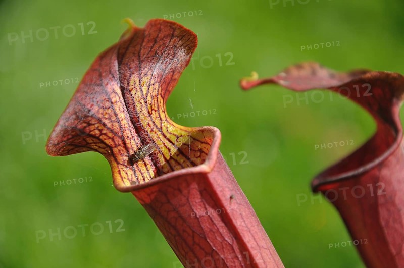 Purple sarracenia flower, carnivorous plant that traps insects and digests them