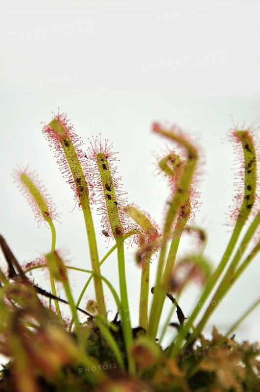 Sticky leaves on a sundew plant, carnivorous plant that traps insects and digests them!