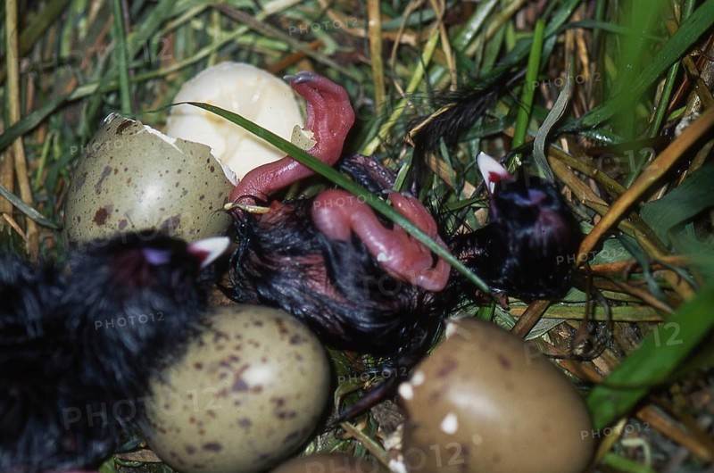 Eggs hatching in nest of the swamphen, Porphyrio porphyrio (Pukeko), West Coast, South Island, New Zealand, Oceania
