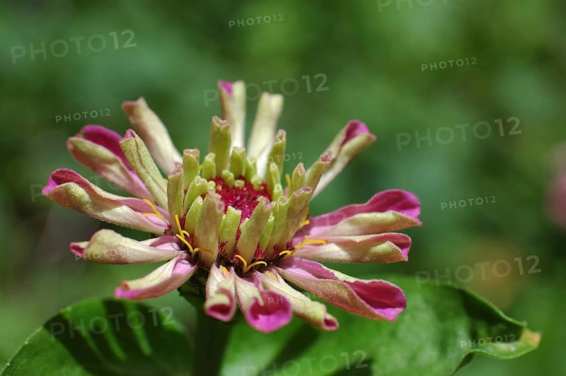 Closeup of pink zinnia flower unfolding