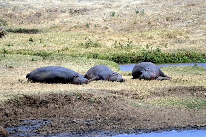 Three Hippo napping on the edge of a pond in a park in Tanzania