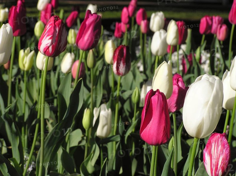 Garden bed of red and white tulips, Tulipa gesneriana