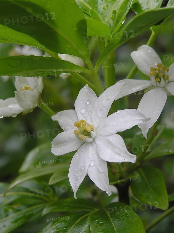 Mexican orange, Choisya tenata, in garden setting