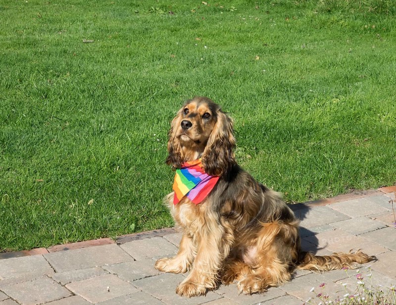 English Show Cocker Spaniel dog wearing Pride rainbow bandana scarf