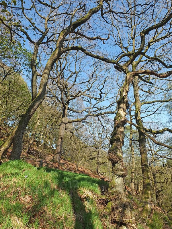 Tall twisted trees in the colden valley in west yorkshire in bright early spring sunlight