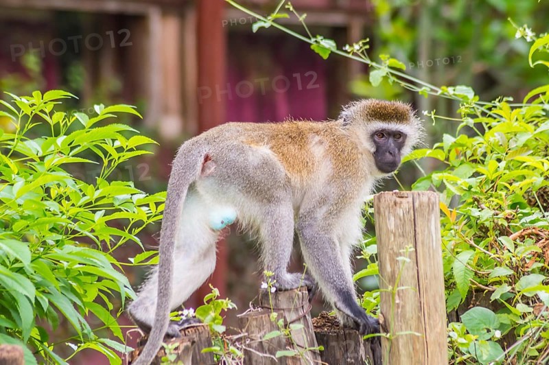 Vervet monkey sitting on a wooden post in the savannah of Amboseli Park in Kenya